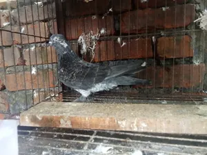 কিছু নর কবুতর
