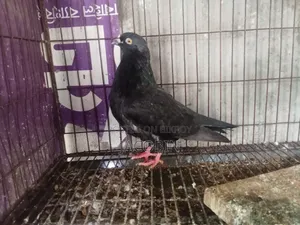 কিছু নর কবুতর