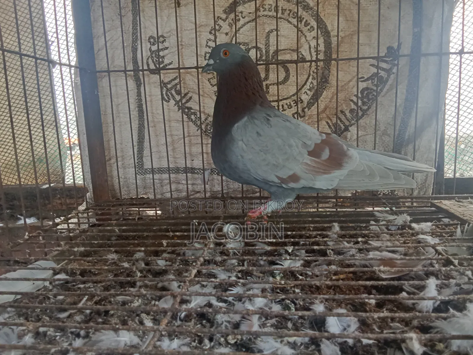 কিছু নর কবুতর