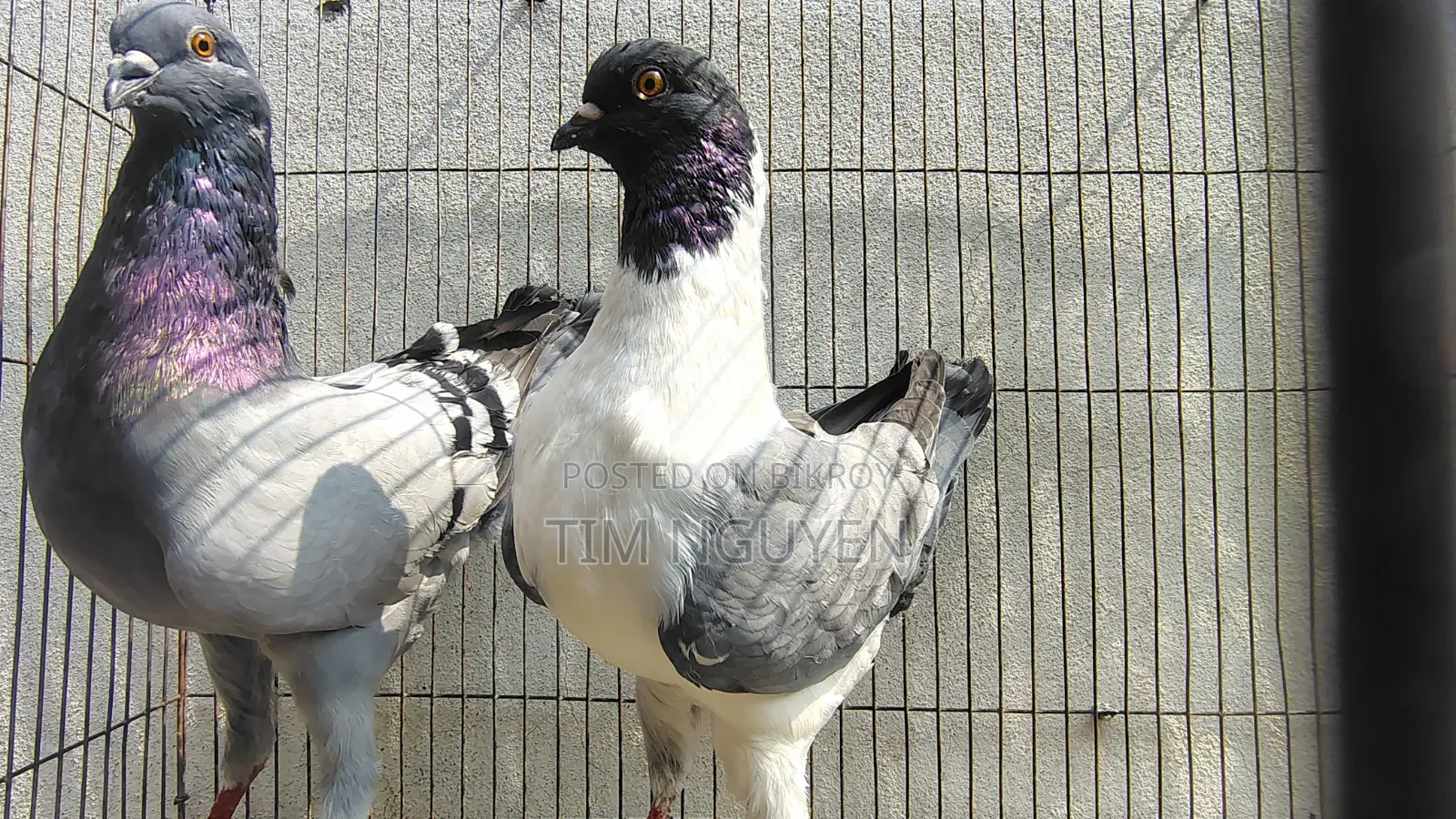 কবুতর বিক্রি করা হবে।