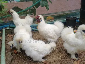 Silky Murgi