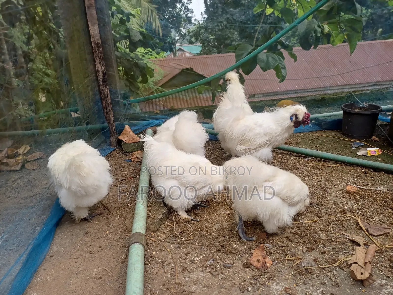 Silky Murgi