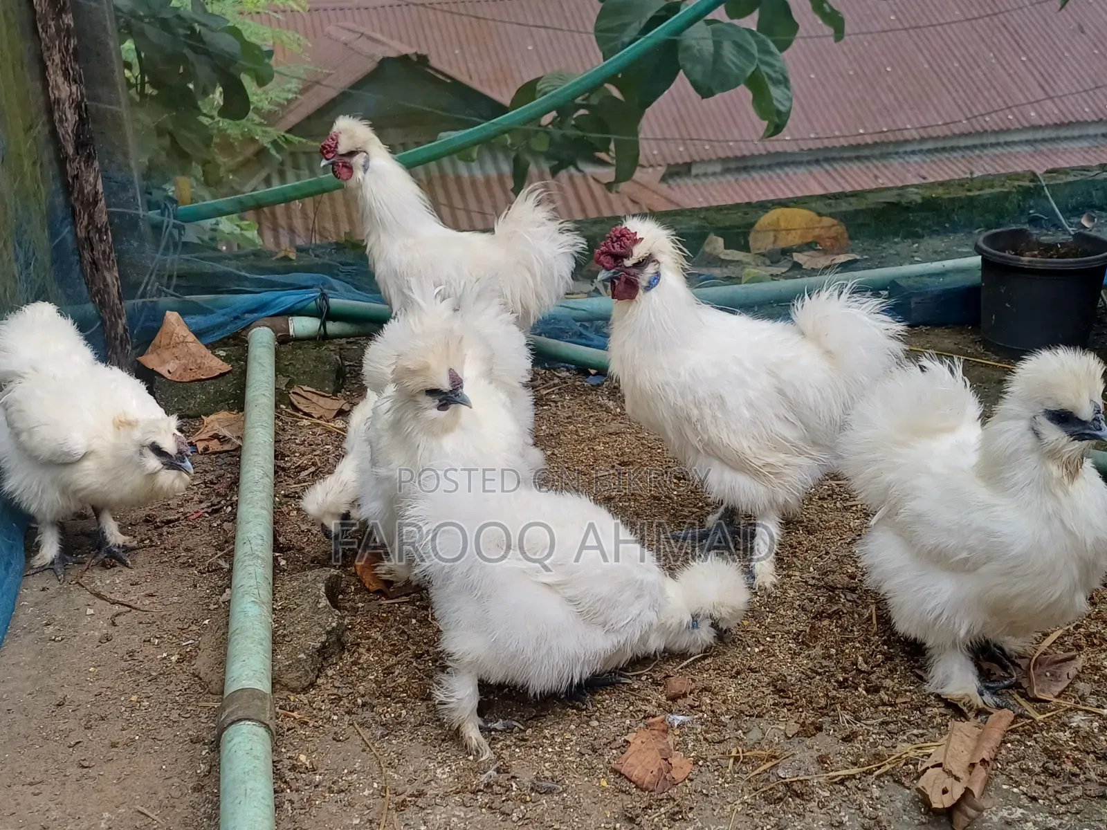 Silky Murgi
