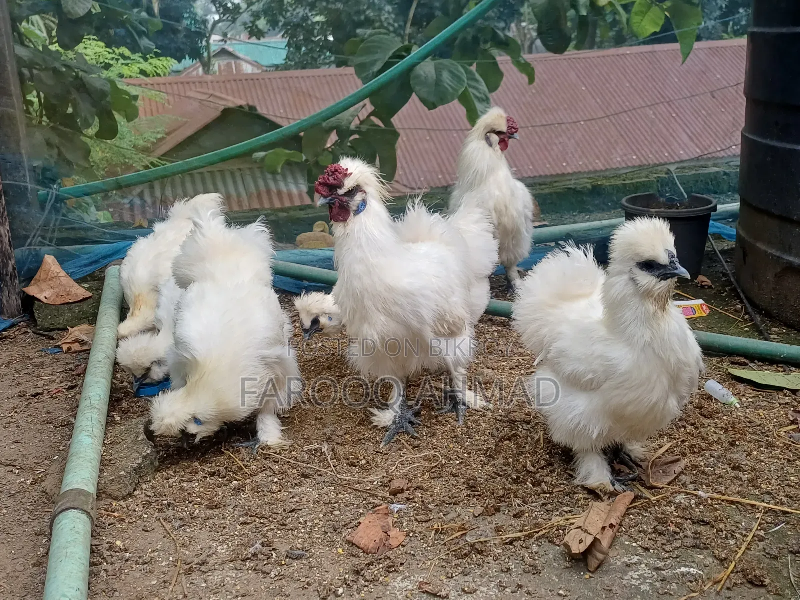 Silky Murgi