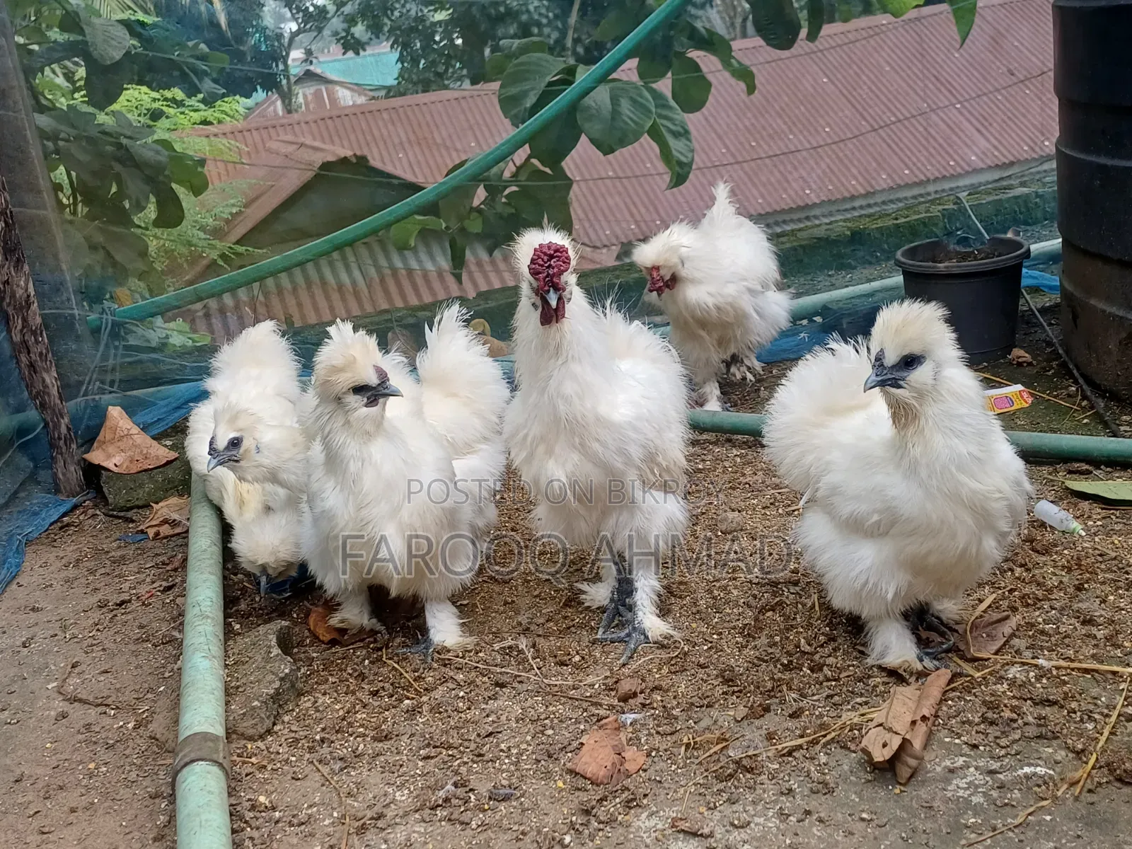 Silky Murgi