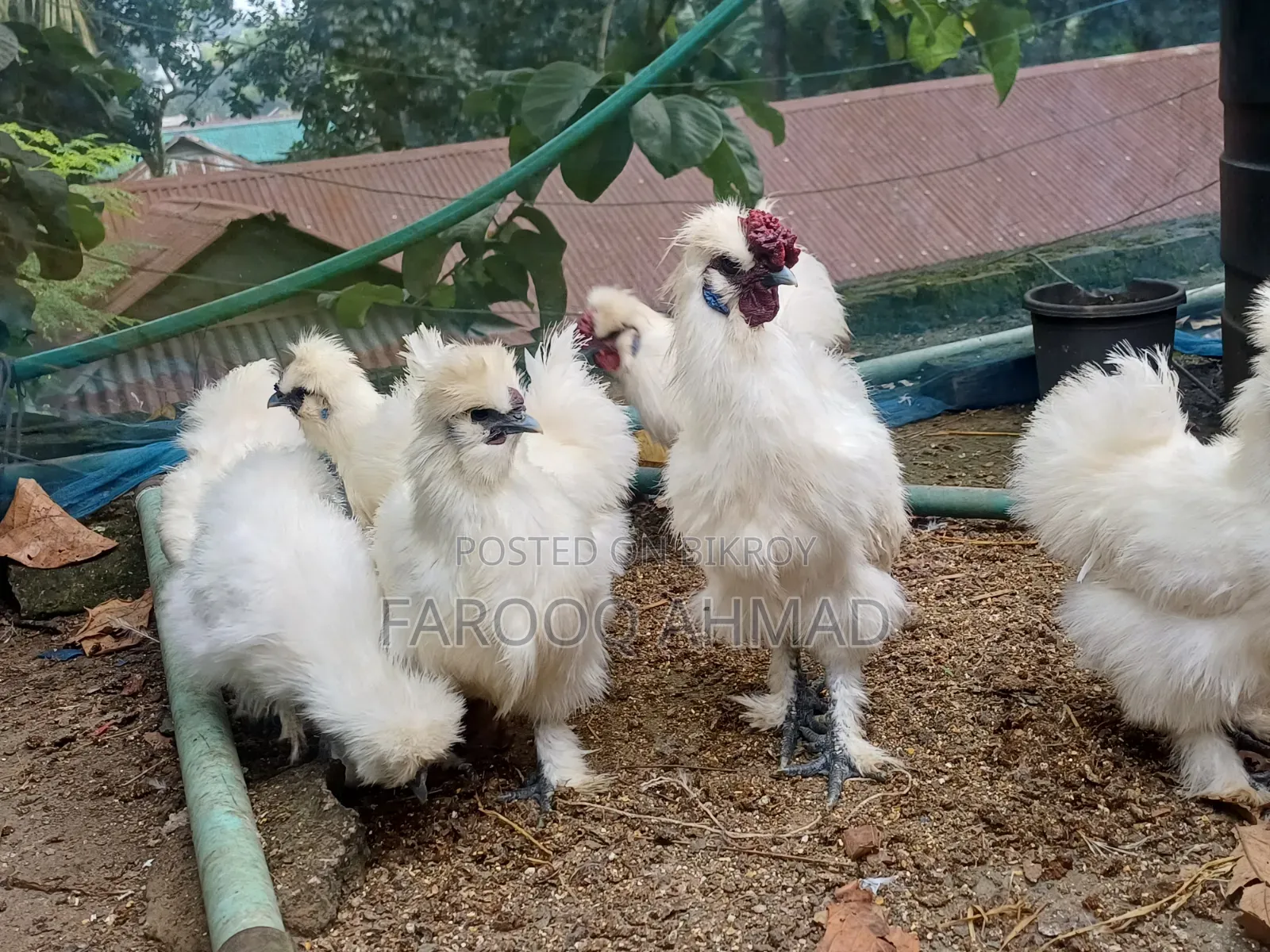 Silky Murgi