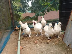 Silky Murgi