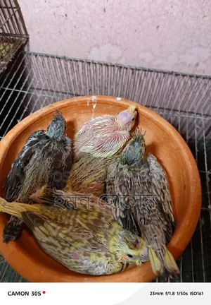 ককাটেল বেবি টেম সাইজ