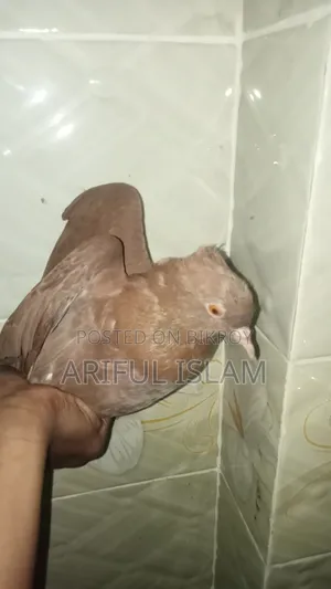 একটা ভালো মানের নর বিক্রি করা হবে