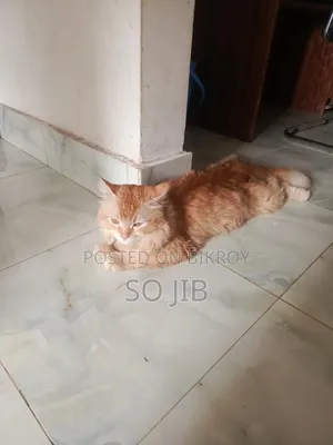 ১+ বছরের পুরুষ মিশ্র জাতের পার্সিয়ান