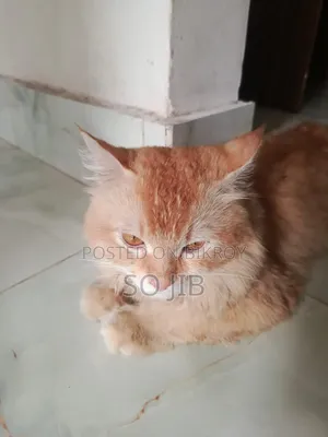 ১+ বছরের পুরুষ মিশ্র জাতের পার্সিয়ান