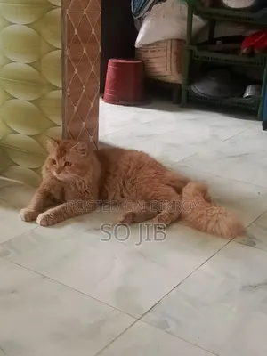 ১+ বছরের পুরুষ মিশ্র জাতের পার্সিয়ান
