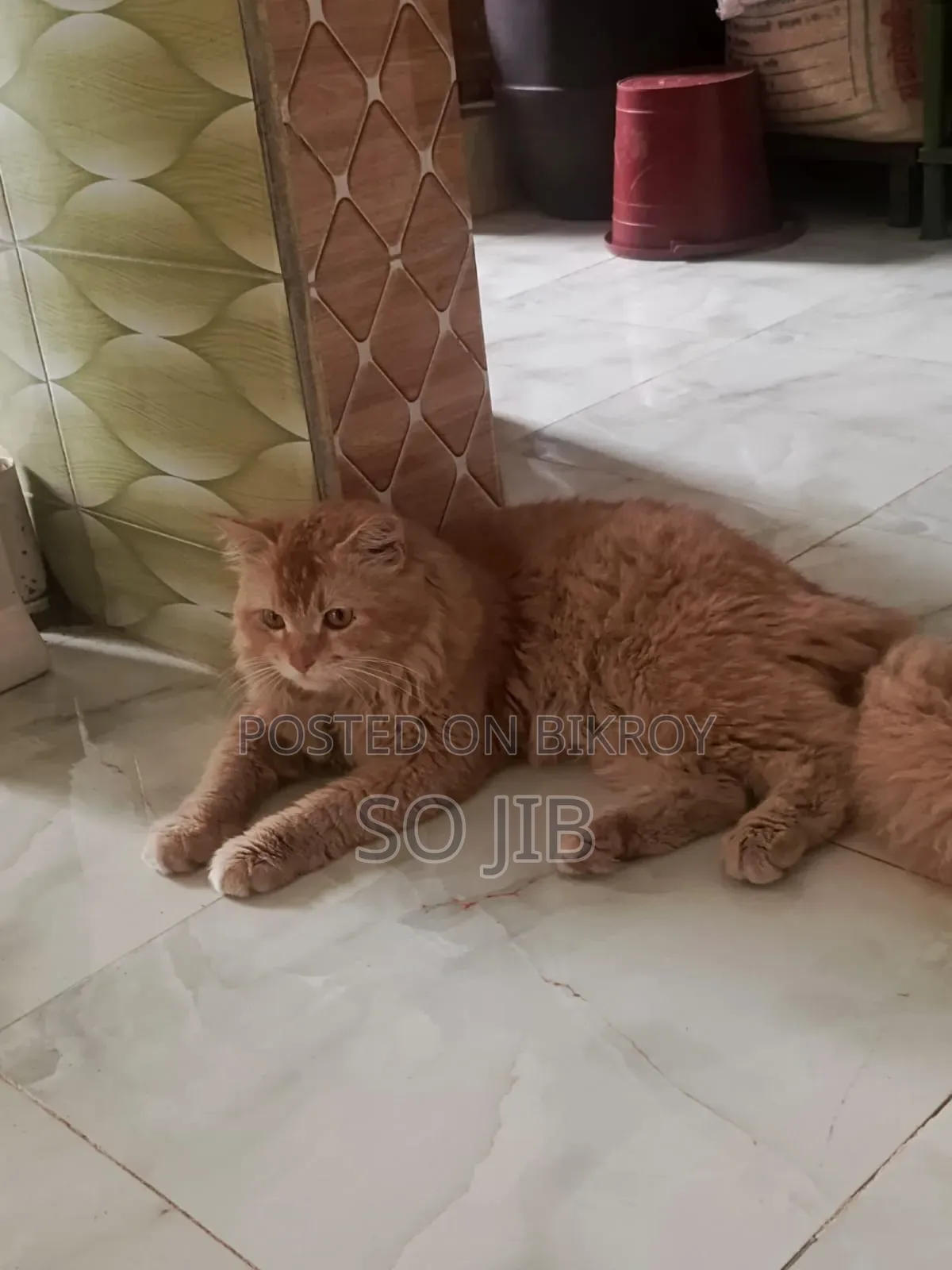 ১+ বছরের পুরুষ মিশ্র জাতের পার্সিয়ান