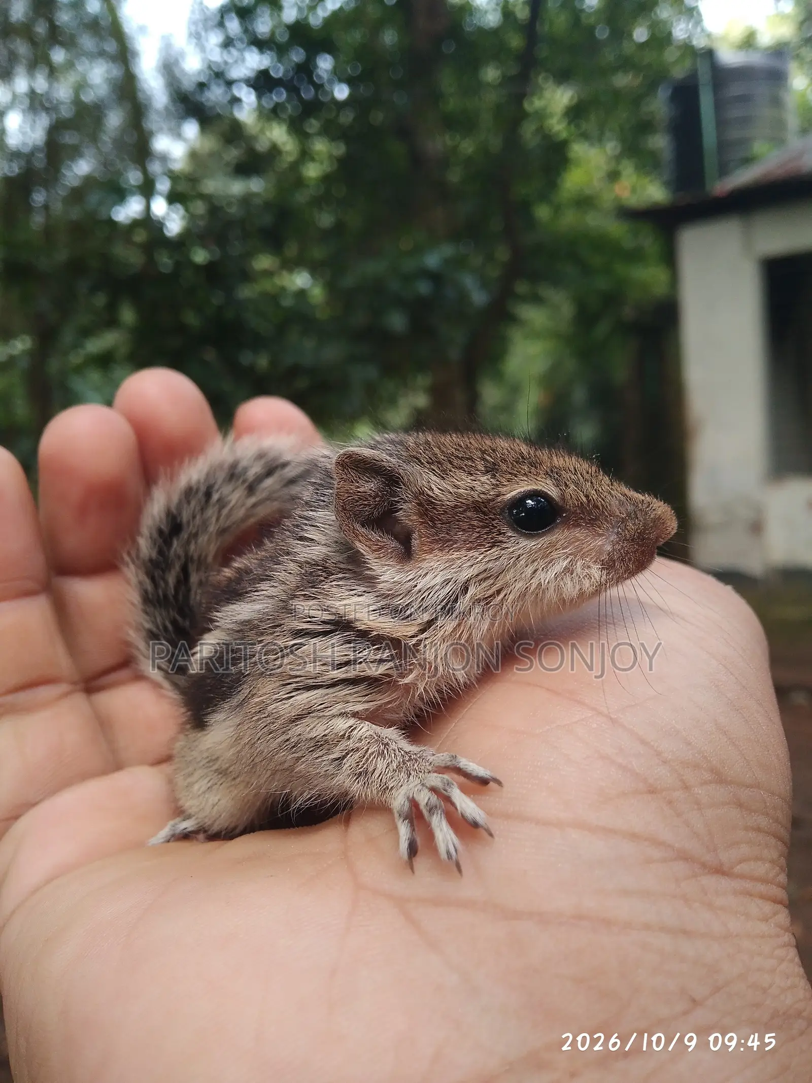 Squirrel