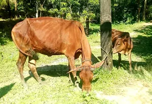 Sahiwal Cow and Heifer Calf