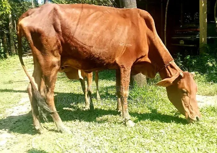 Sahiwal Cow and Heifer Calf