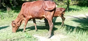 Sahiwal Cow and Heifer Calf