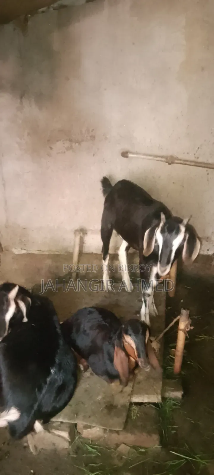 3 Goats for Sale Alhamdulillah Healthy and Strong