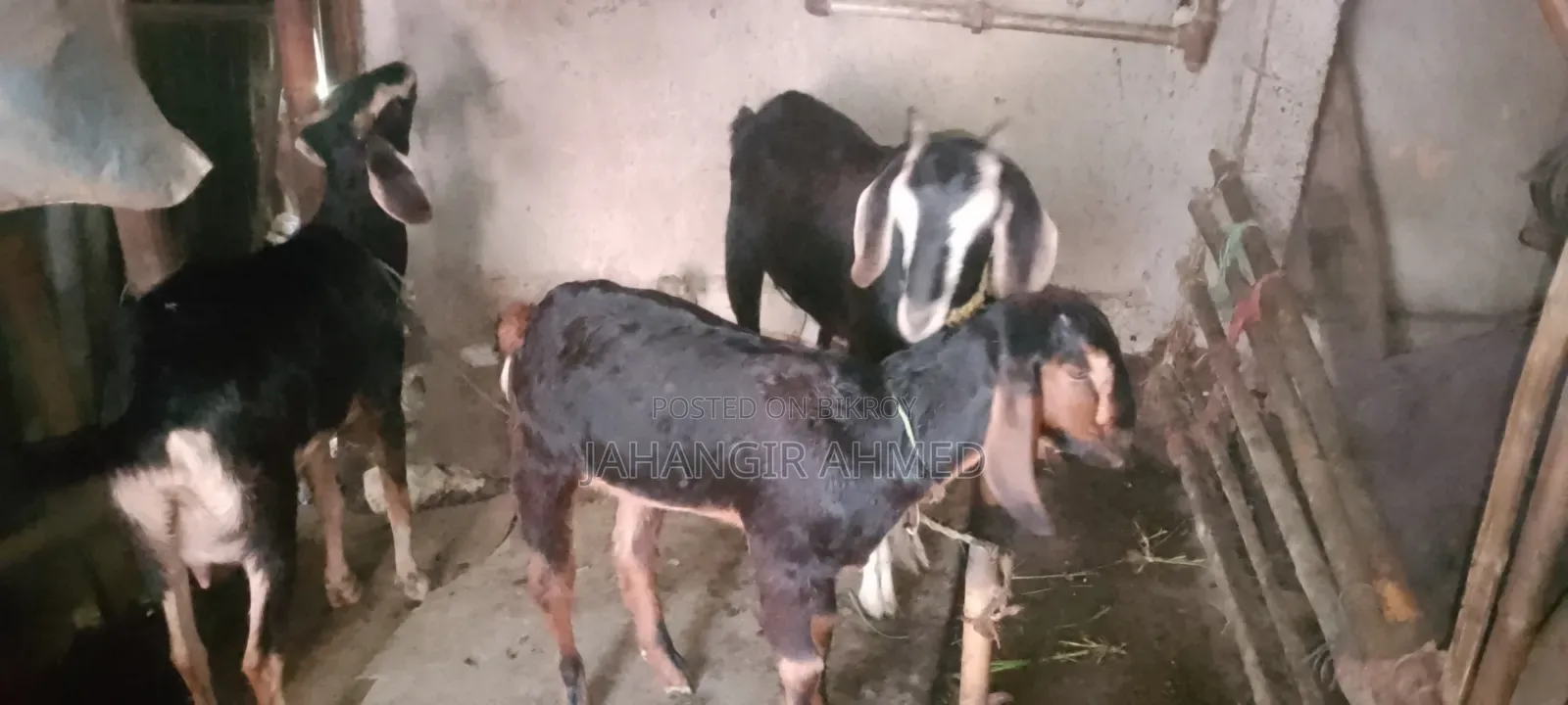 3 Goats for Sale Alhamdulillah Healthy and Strong