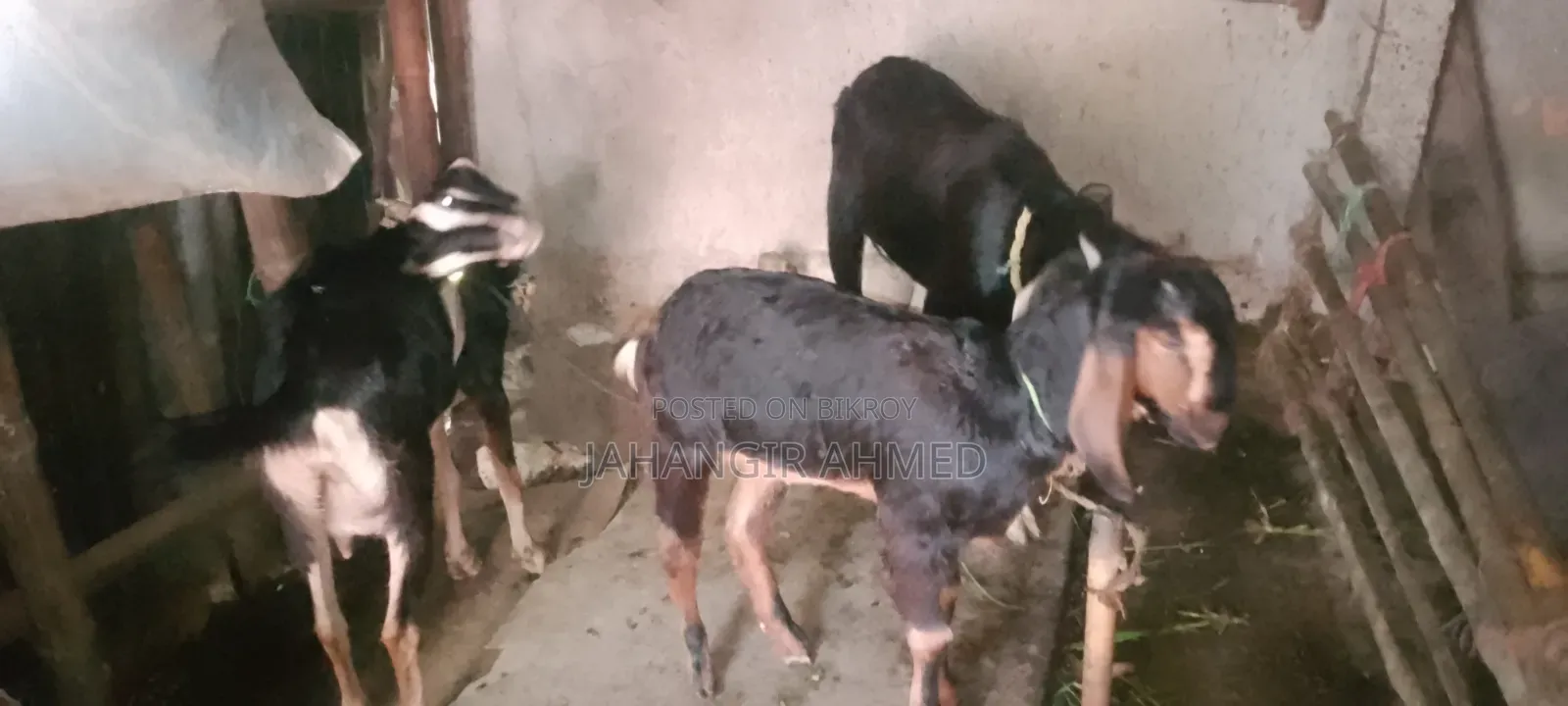 3 Goats for Sale Alhamdulillah Healthy and Strong