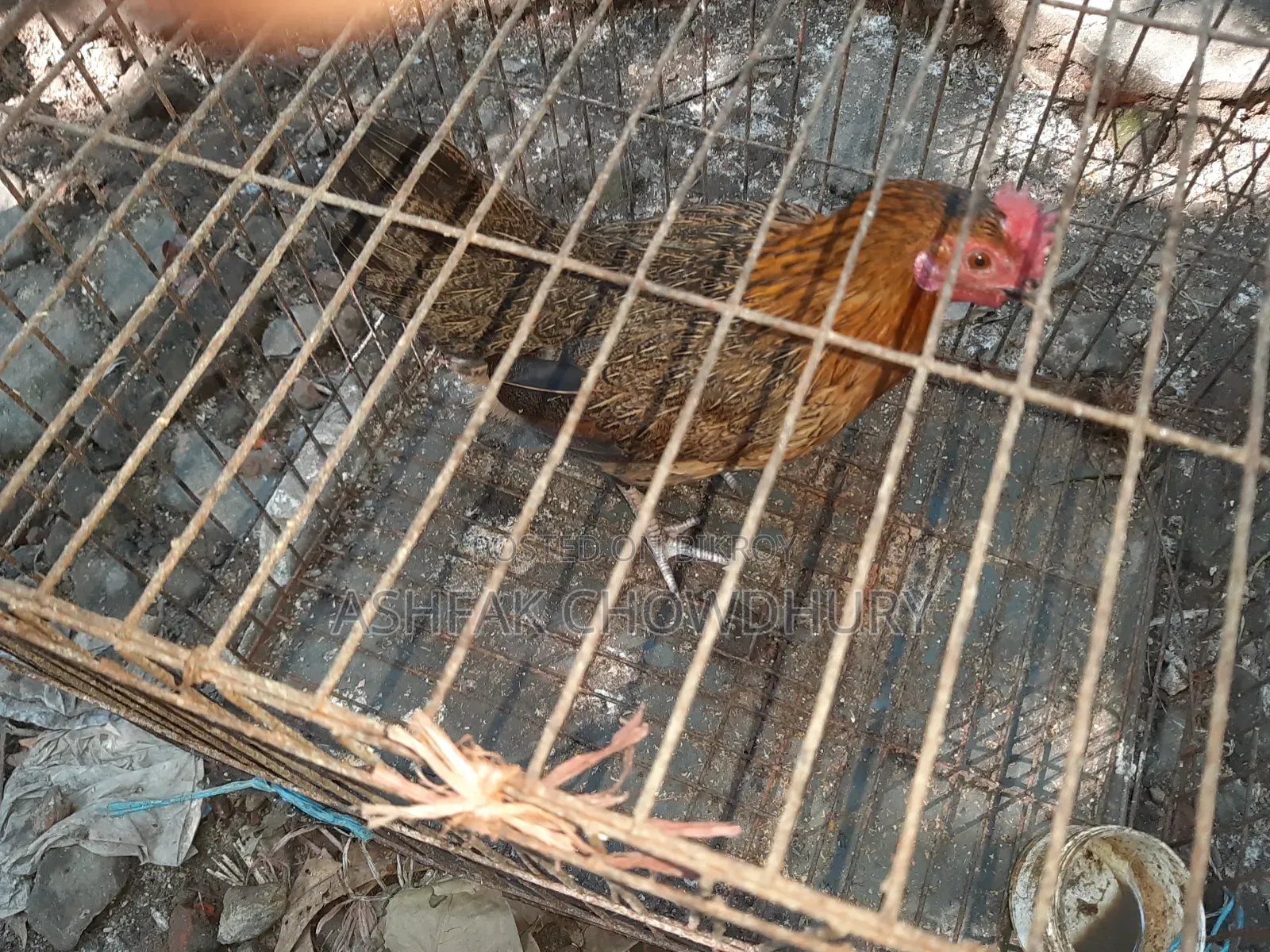 Original Deshi Chicken