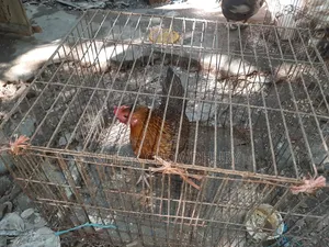 Original Deshi Chicken