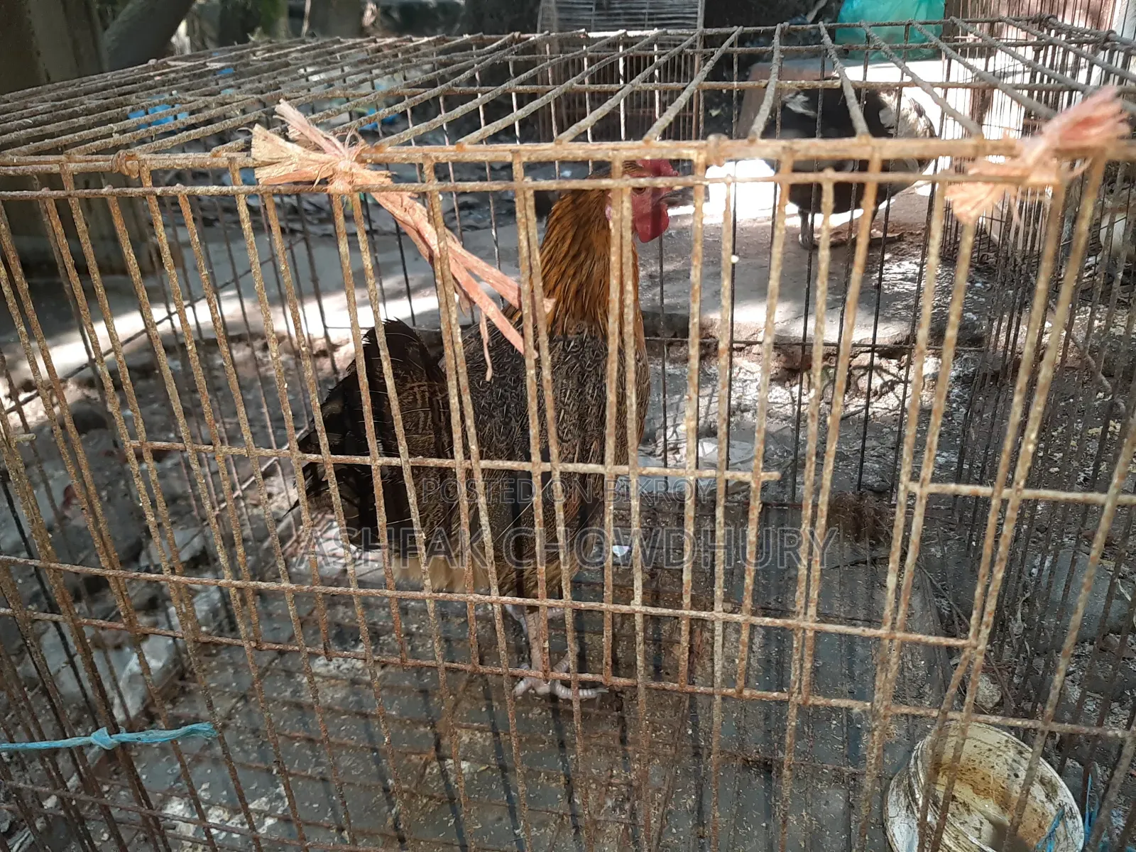 Original Deshi Chicken