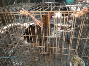Original Deshi Chicken