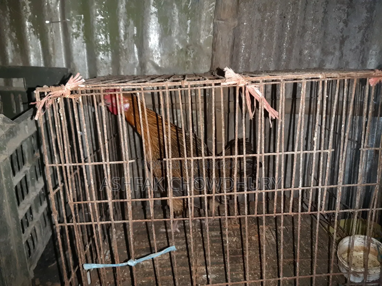 Original Deshi Chicken