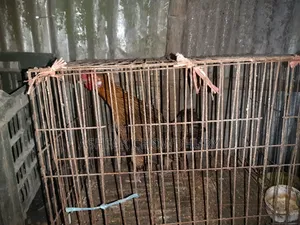 Original Deshi Chicken