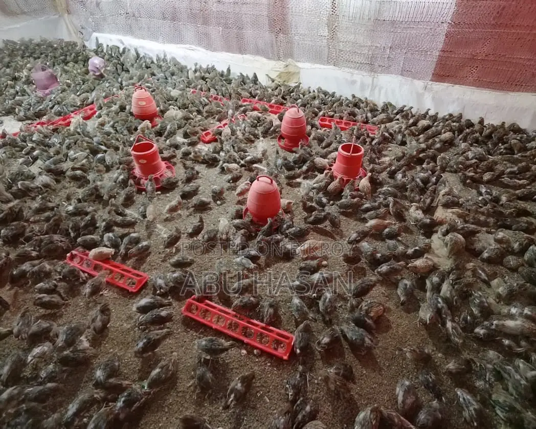 কোয়েল পাখি বিক্রি হবে