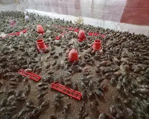 কোয়েল পাখি বিক্রি হবে