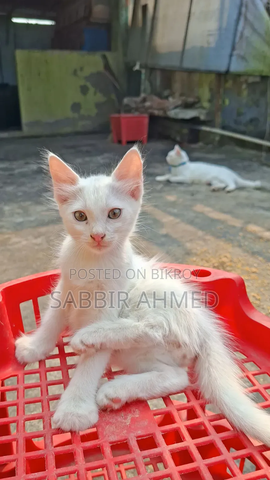 ১-৩ মাসের ছেলে মিক্সড ব্রিড পার্সিয়ান