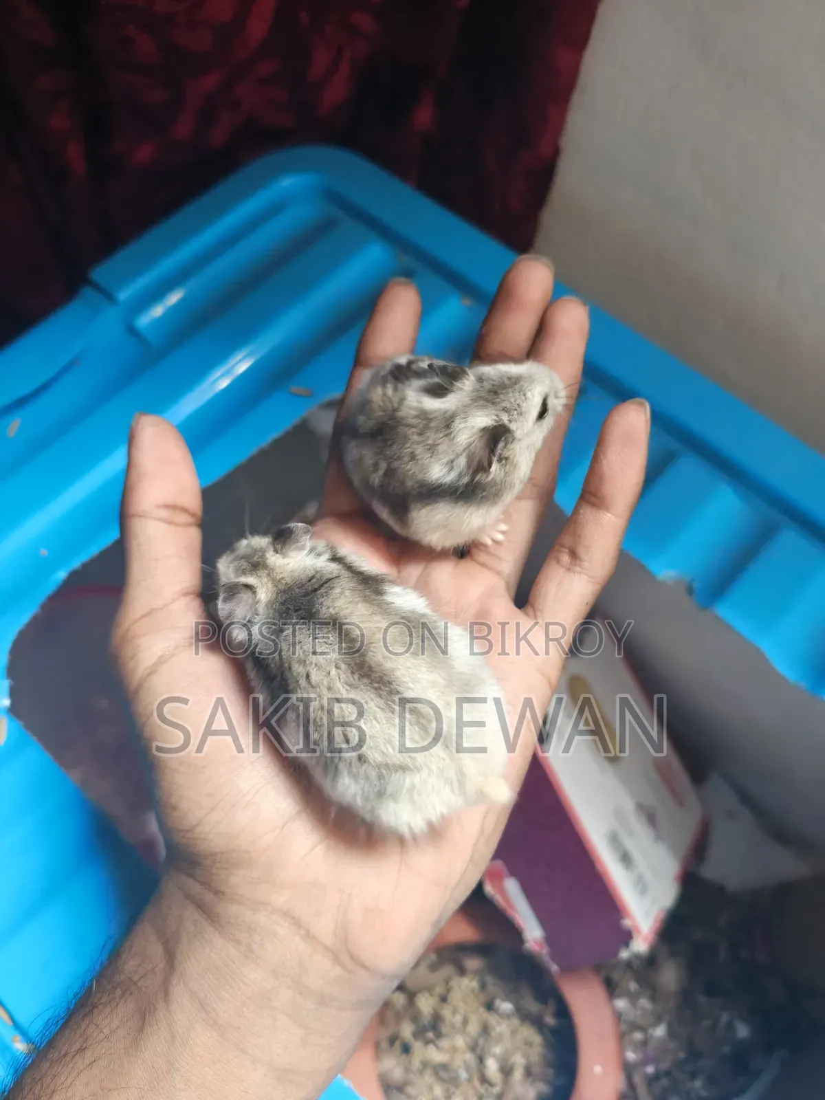 উইন্টার হোয়াইট ডোয়ার্ফ হ্যামস্টার