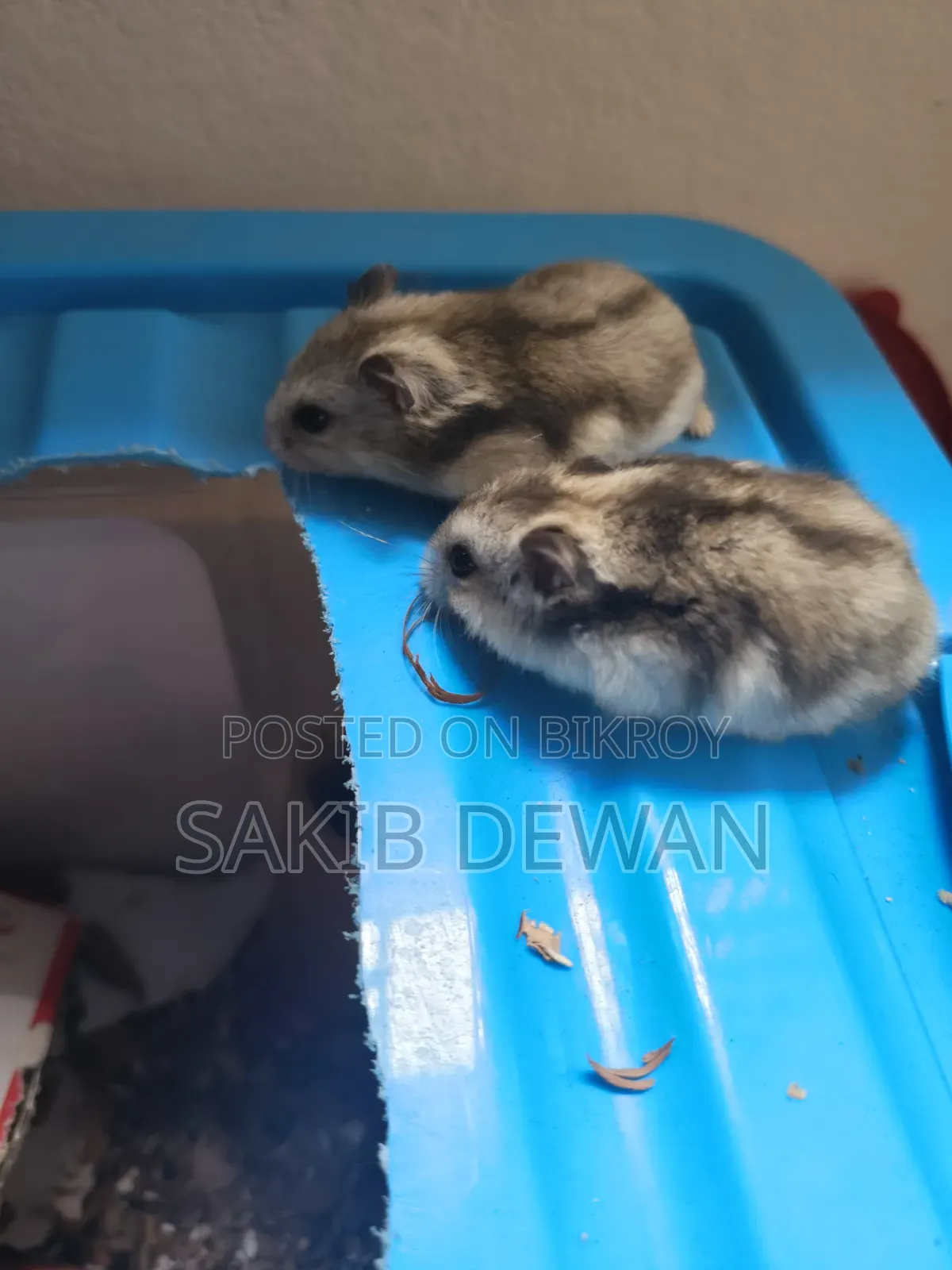 উইন্টার হোয়াইট ডোয়ার্ফ হ্যামস্টার
