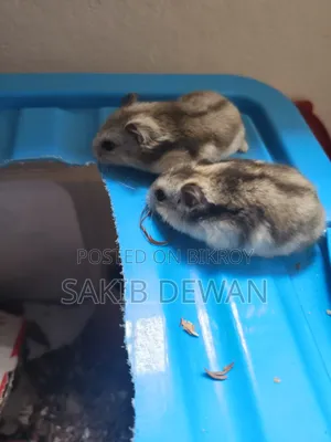 উইন্টার হোয়াইট ডোয়ার্ফ হ্যামস্টার