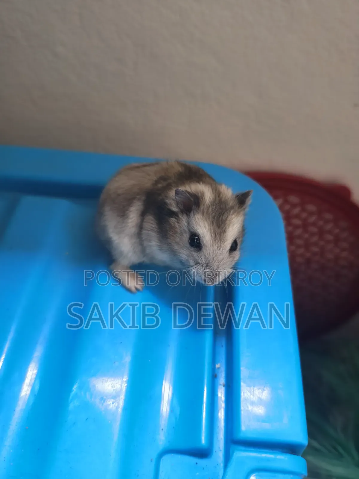 উইন্টার হোয়াইট ডোয়ার্ফ হ্যামস্টার