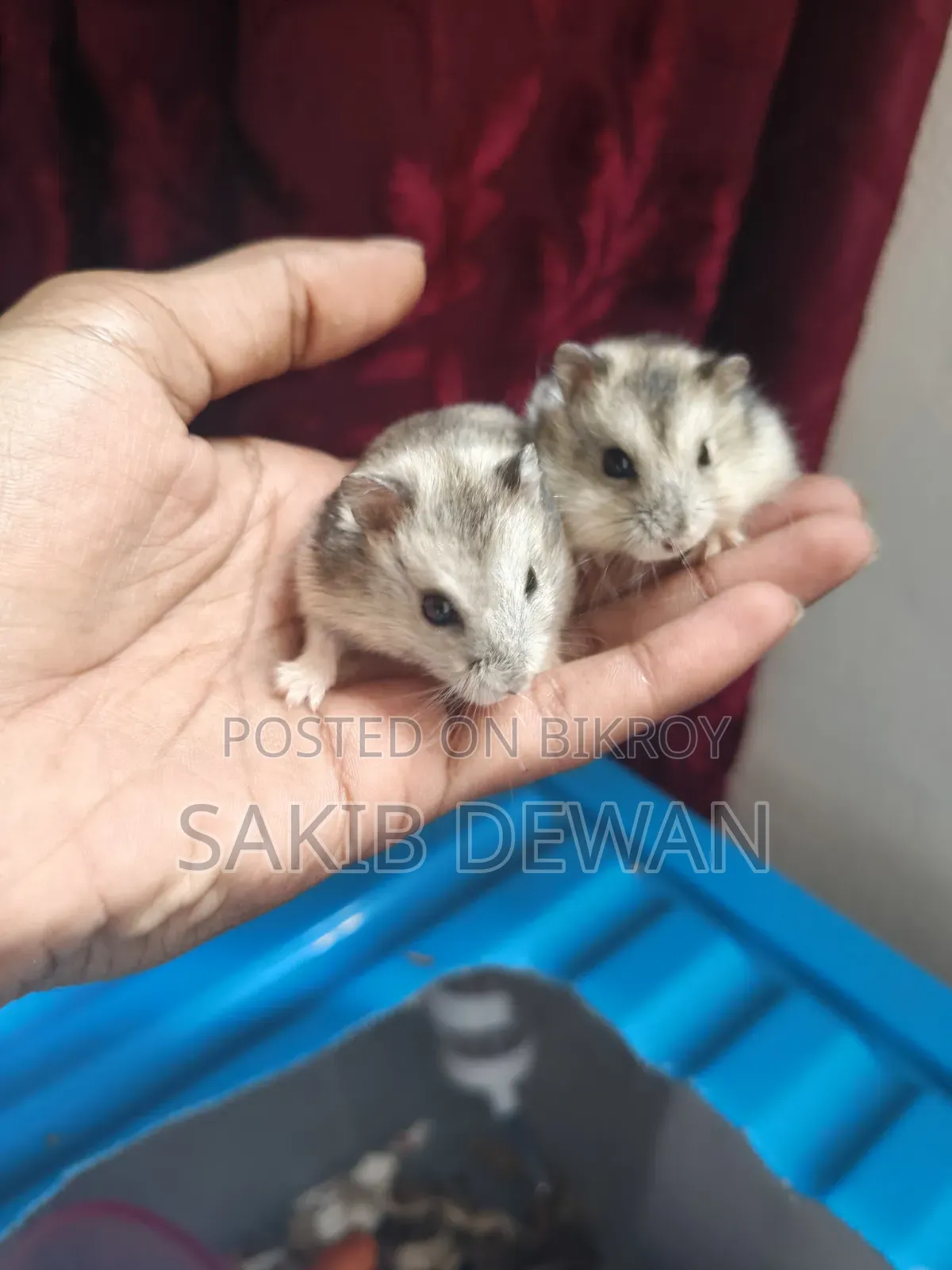 উইন্টার হোয়াইট ডোয়ার্ফ হ্যামস্টার