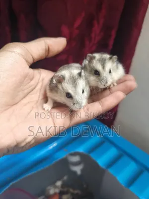 উইন্টার হোয়াইট ডোয়ার্ফ হ্যামস্টার