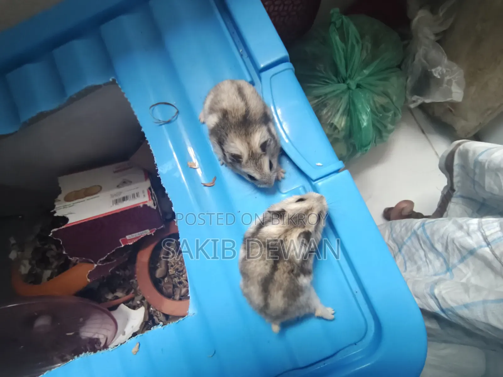 উইন্টার হোয়াইট ডোয়ার্ফ হ্যামস্টার