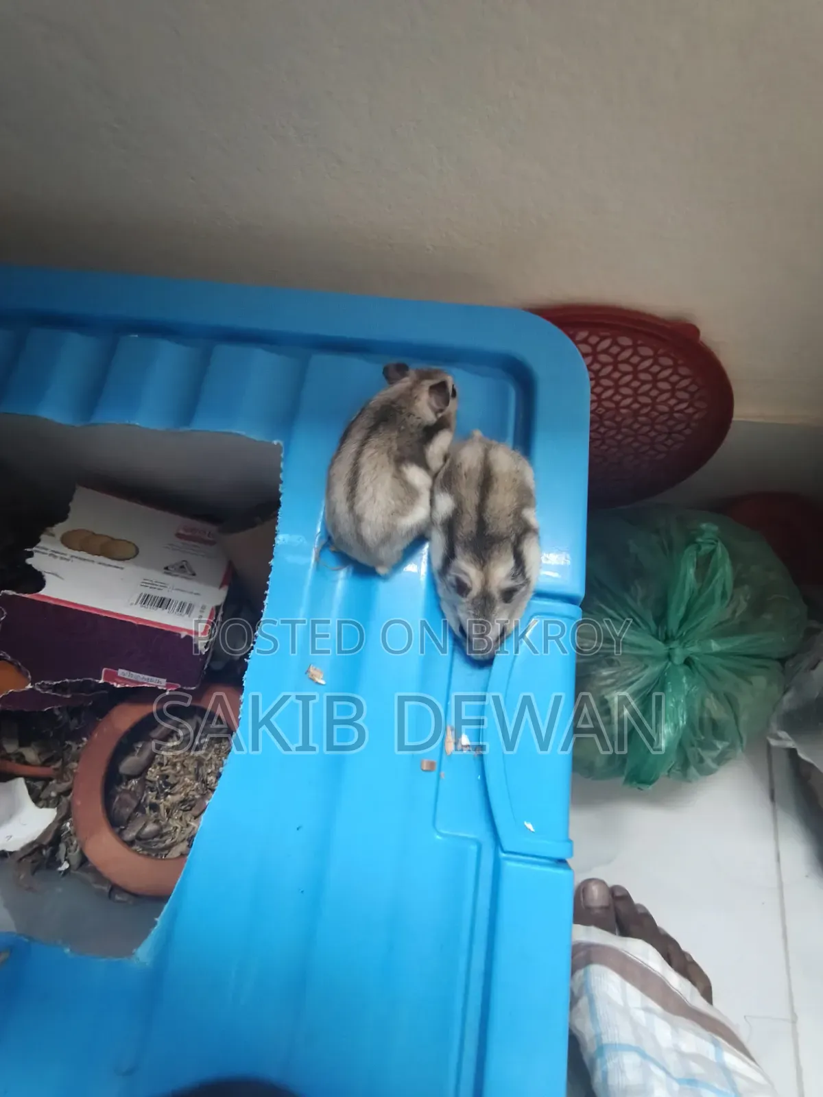 উইন্টার হোয়াইট ডোয়ার্ফ হ্যামস্টার