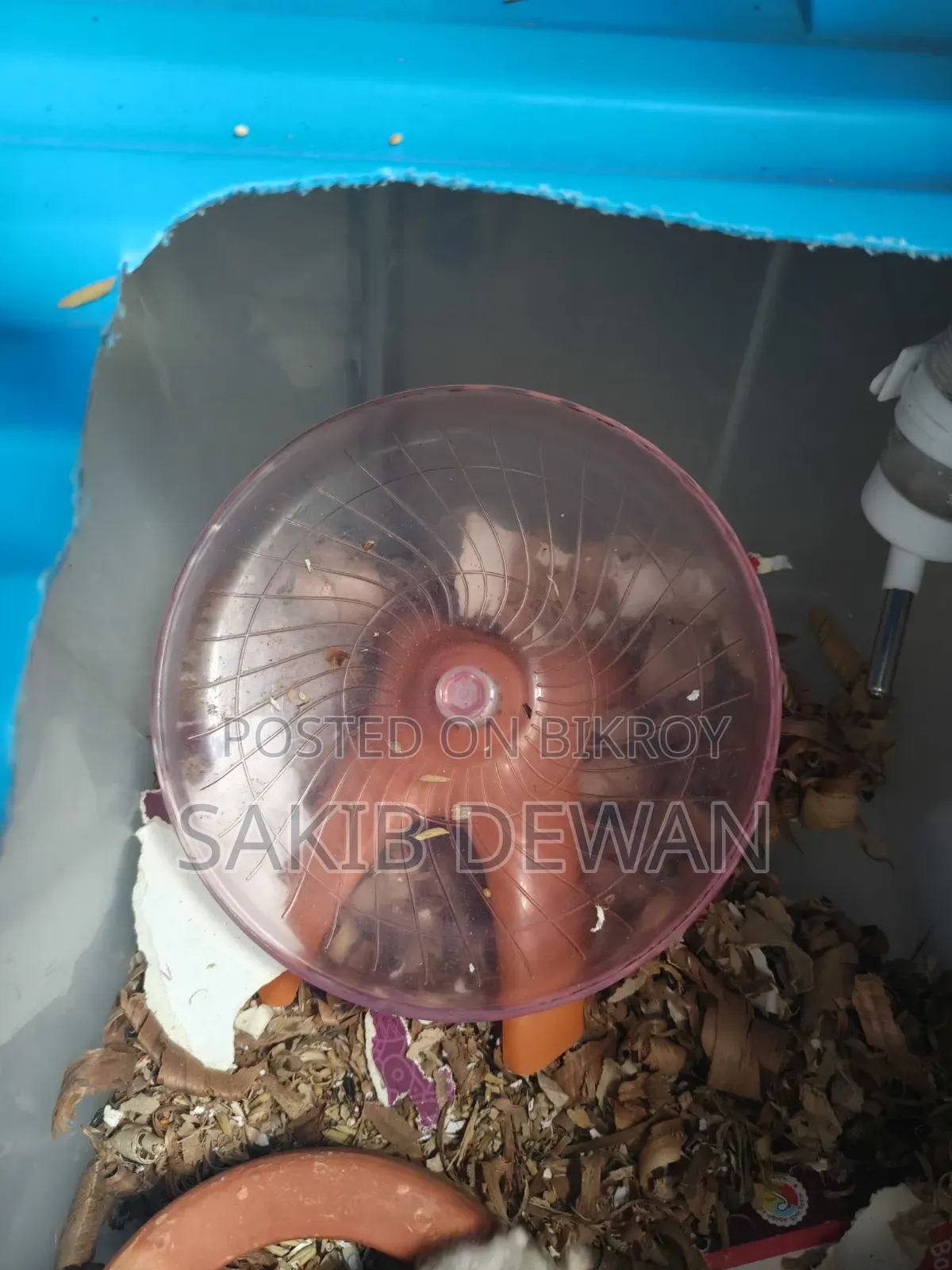উইন্টার হোয়াইট ডোয়ার্ফ হ্যামস্টার