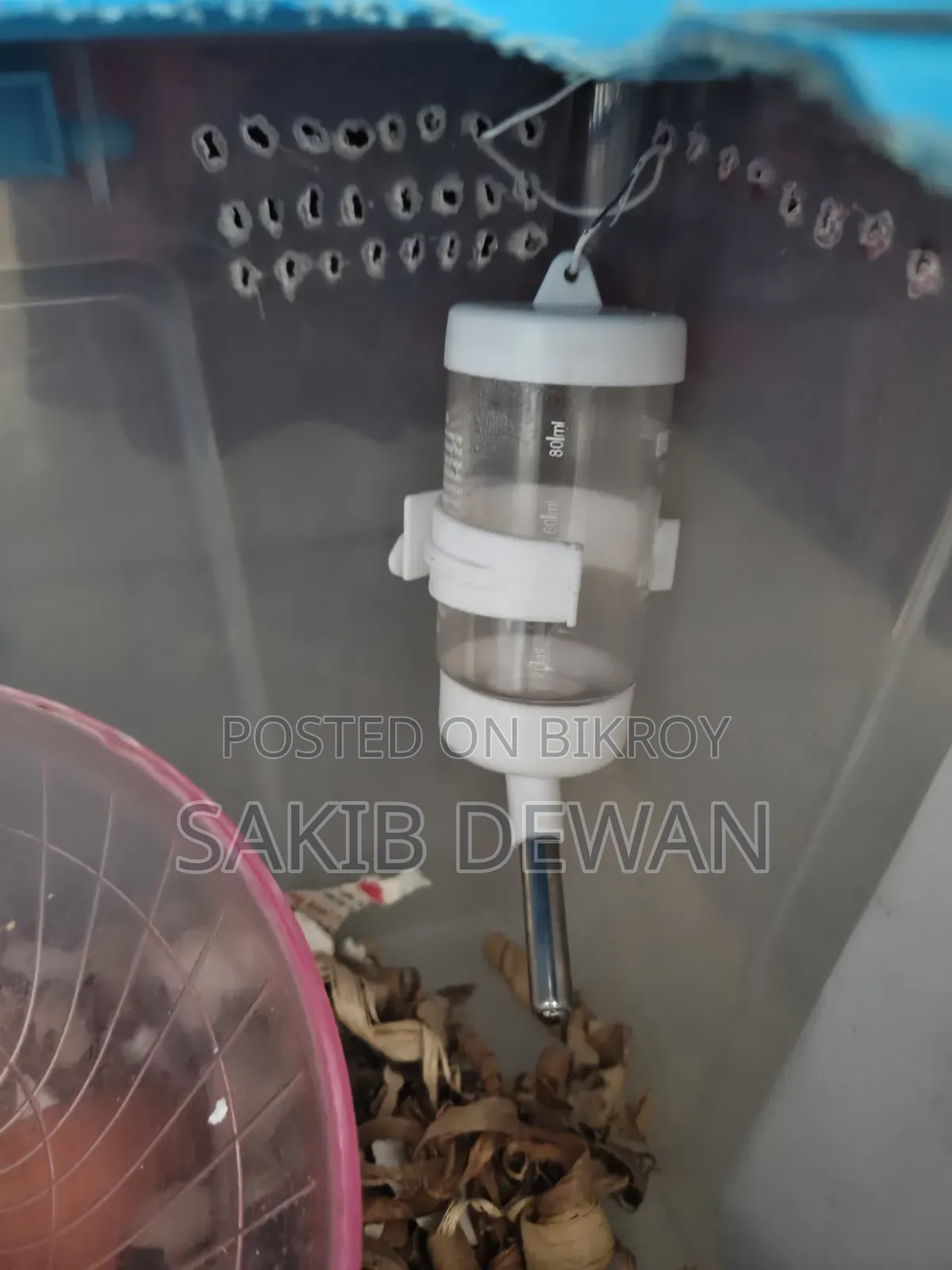 উইন্টার হোয়াইট ডোয়ার্ফ হ্যামস্টার