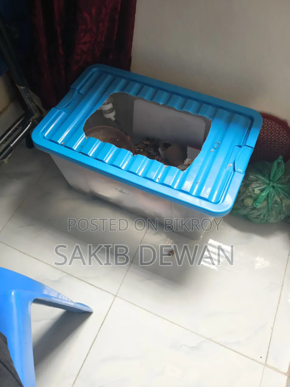 উইন্টার হোয়াইট ডোয়ার্ফ হ্যামস্টার