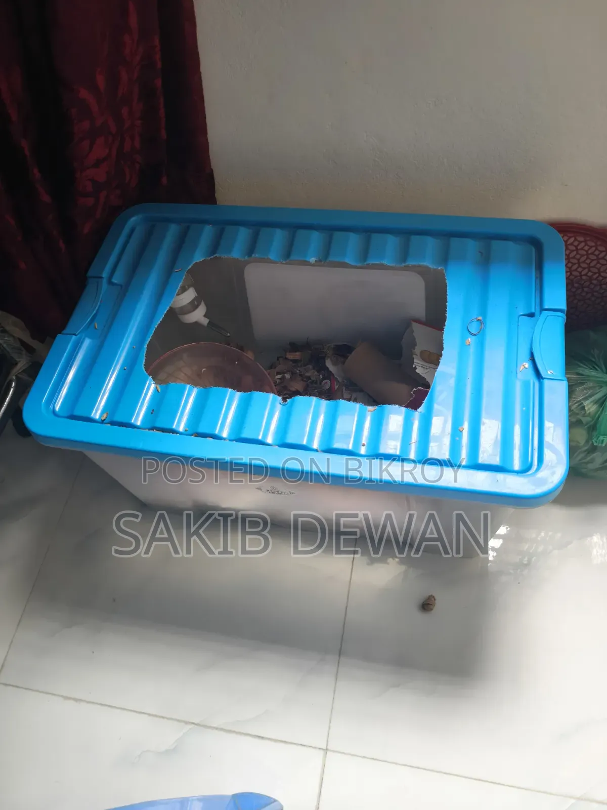 উইন্টার হোয়াইট ডোয়ার্ফ হ্যামস্টার