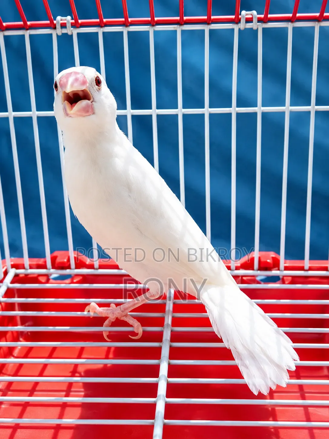 Java Finch