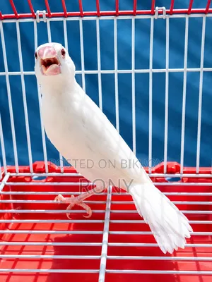 Java Finch