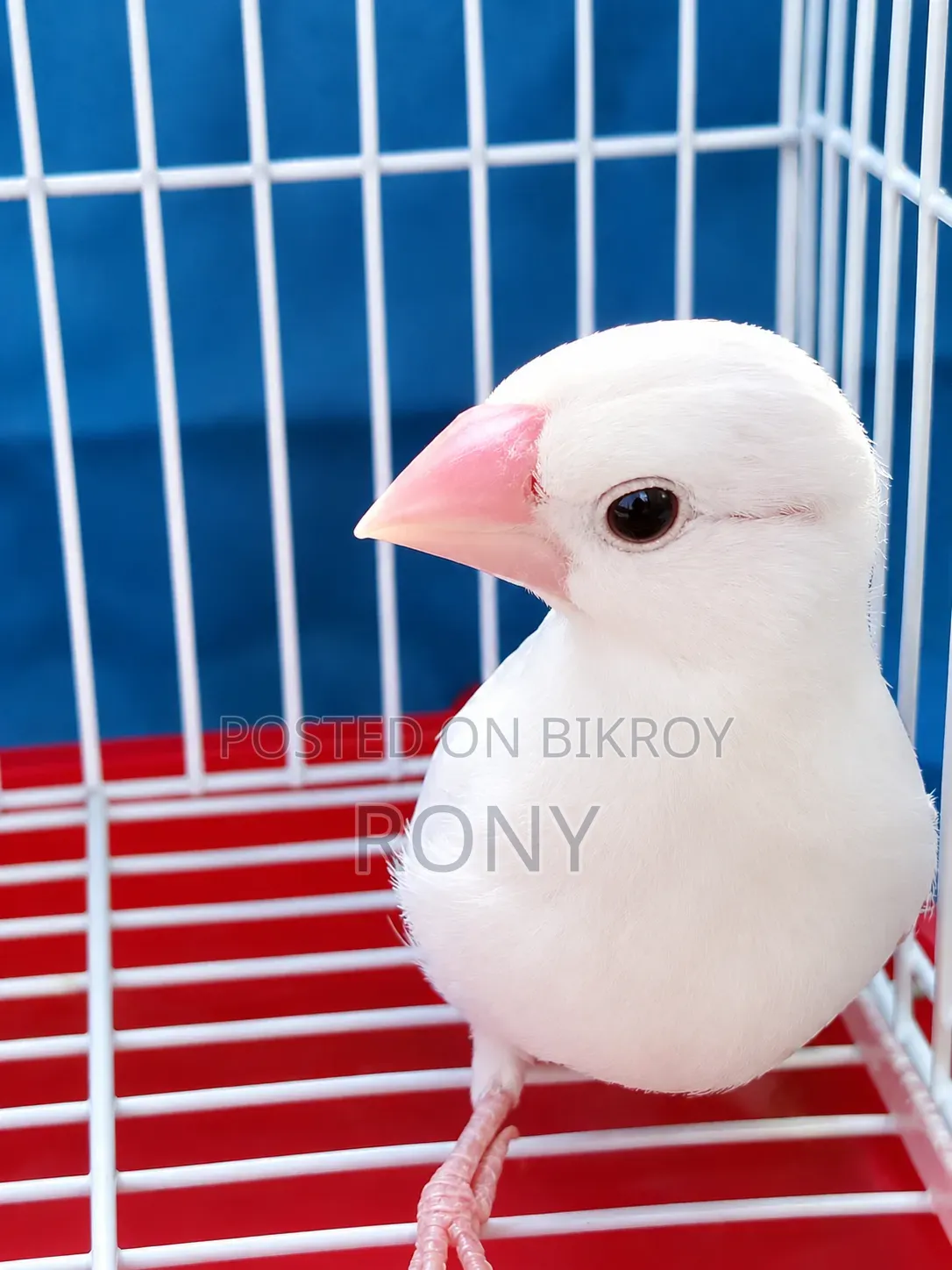 Java Finch