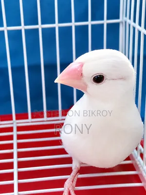 Java Finch