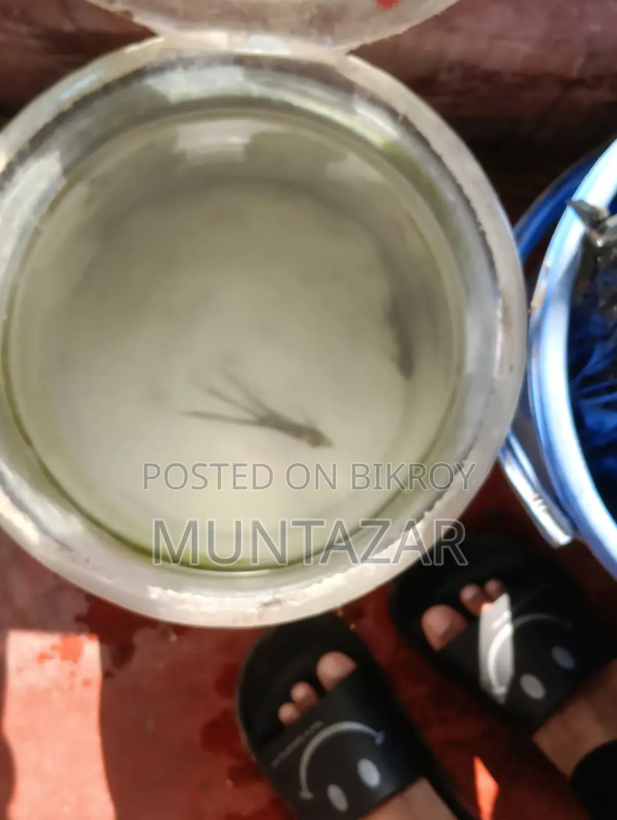Silver Marble Angelfish Pair - Healthy, Active and Ready to Breed
